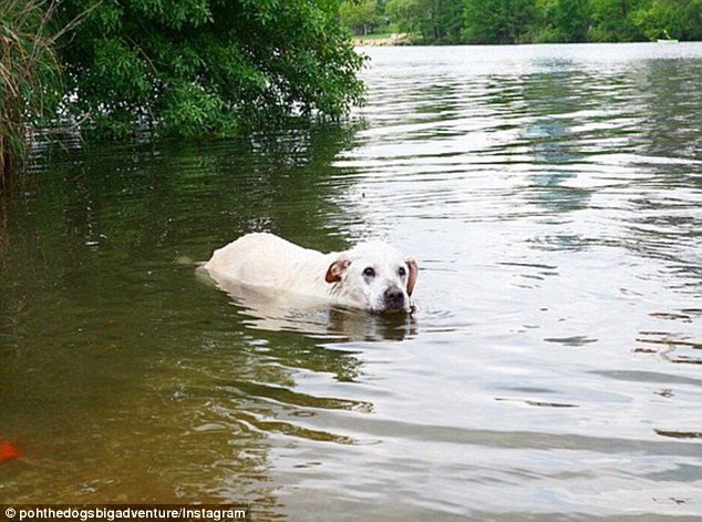 291FC35000000578-3099915-First_swim_Poh_is_pictured_learning_how_to_swim_in_a_river_in_Au-a-53_1432761573749