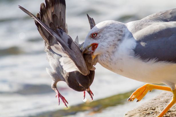 PAY-Seagull-dragging-the-pigeon