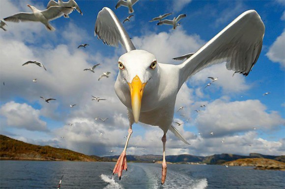 The-Attack-of-the-Giant-Seagull-Optical-Illusion-580x386