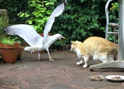 robbing seagull