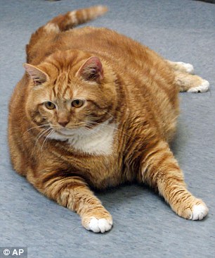 2AE3ABC100000578-0-image-m-43_1438094469524