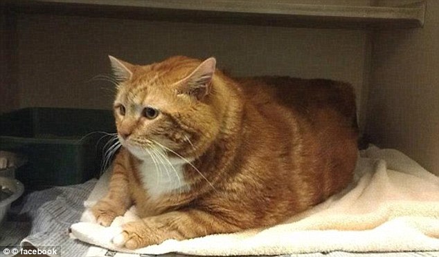 2AE846A800000578-0-image-a-50_1438094657661