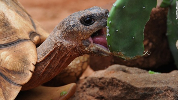 GrafittiTurtle_3-e1438980520848