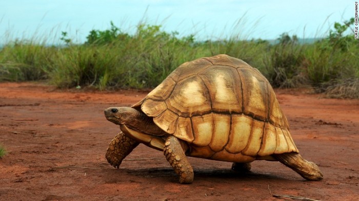 GrafittiTurtle_5-e1438980604391