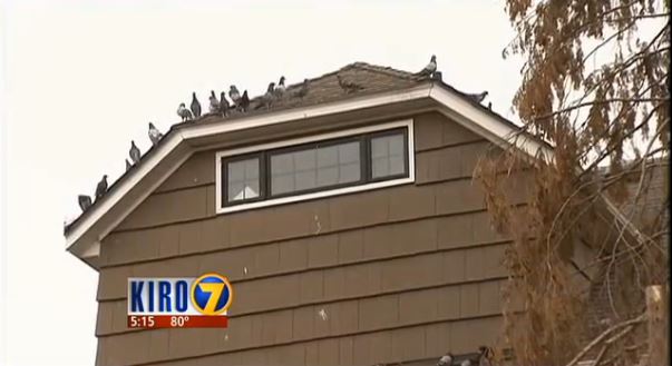 birds