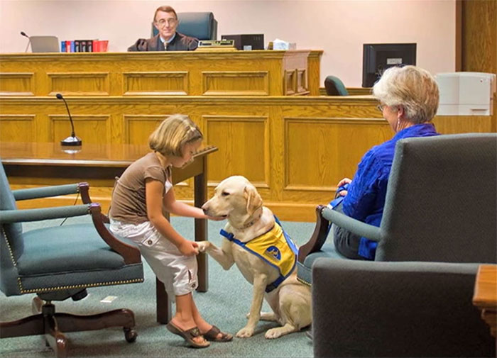 courthouse-dogs-calm-witness-victim-ellen-oneill-celeste-walsen-27