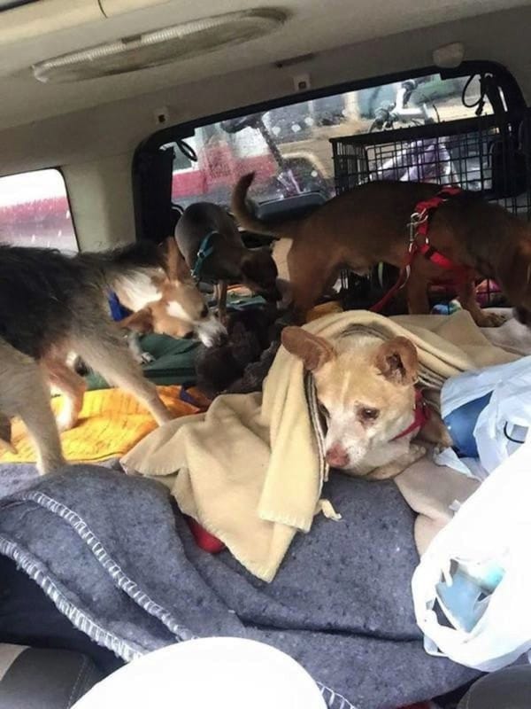 homeless-man-journeys-across-the-country-to-start-a-new-life-with-his-stray-dogs-10-photos-2-600x800