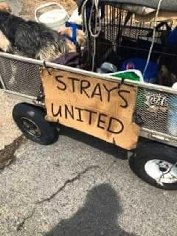 homeless-man-journeys-across-the-country-to-start-a-new-life-with-his-stray-dogs-10-photos-6-600x800