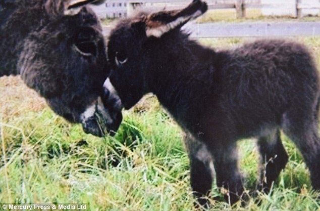 2C03ED6600000578-0-Dougie_the_miniature_donkey_pictured_when_with_his_mother_when_h-m-97_1441556558722