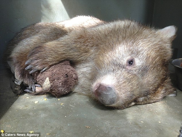 2C11E5C300000578-3226240-An_orphaned_wombat_who_has_clinical_depression_has_revealed_his_-a-37_1441711079629