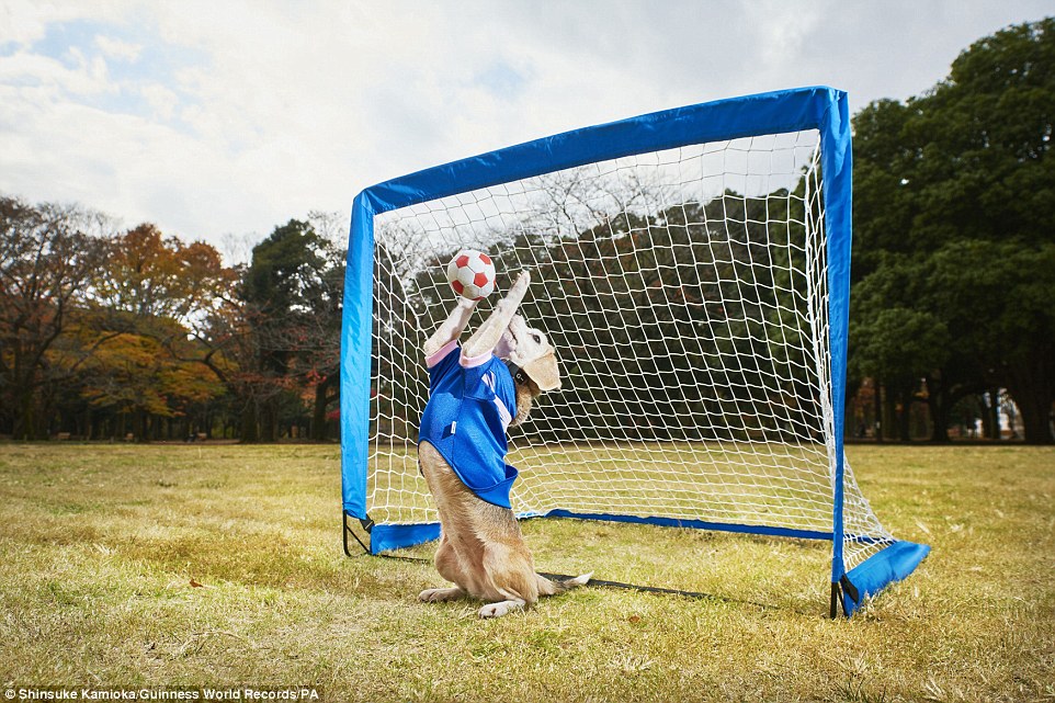 2C1CCF7D00000578-3228566-Purin_the_nine_year_old_Beagle_from_Chiba_Japan_has_broken_her_o-a-84_1441841354833