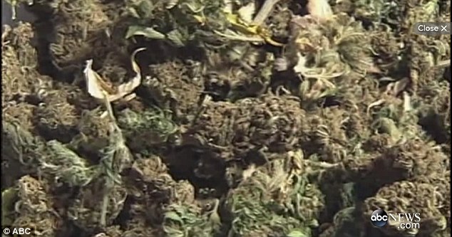 2C3DB70000000578-3232237-Illegal_loot_Tigger_aka_Kleptokitty_once_stole_a_bag_of_weed_and-a-40_1442094520536