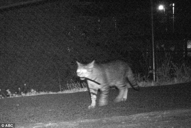 2C3DE09600000578-3232237-Caught_on_camera_This_September_4_surveillance_image_of_Tigger_s-a-3_1442117418682 (1)