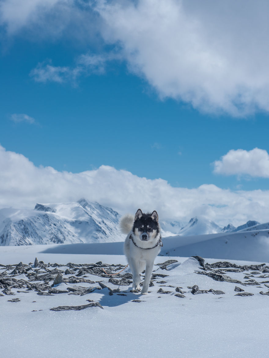 Akiak-the-adventure-dog-5__880