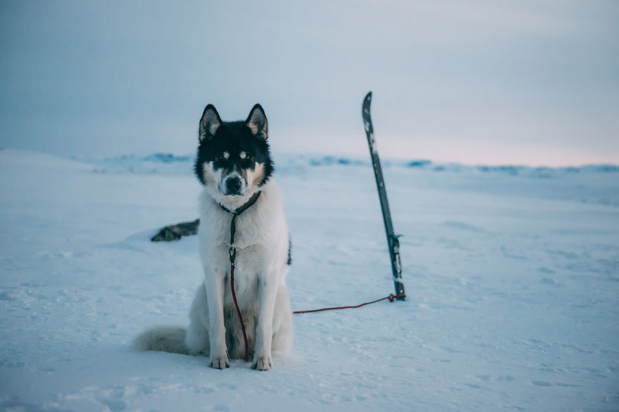 Akiak-the-adventure-dog-__880