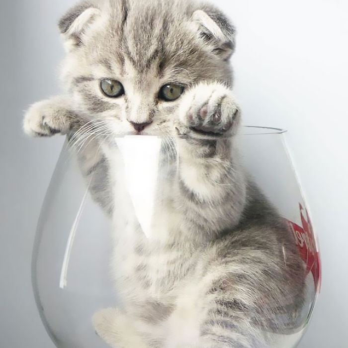 这是只爱吐舌头的萌猫爱因斯坦,然而卖萌的背后有着它