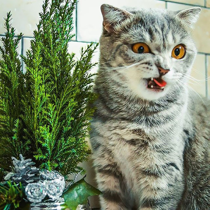 这是只爱吐舌头的萌猫爱因斯坦,然而卖萌的背后有着它