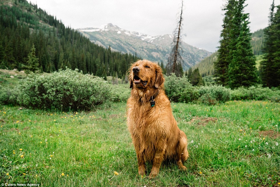 2E21904F00000578-3305041-The_couple_says_that_Aspen_is_the_most_joyful_dog_and_loves_play-a-10_1446719831368