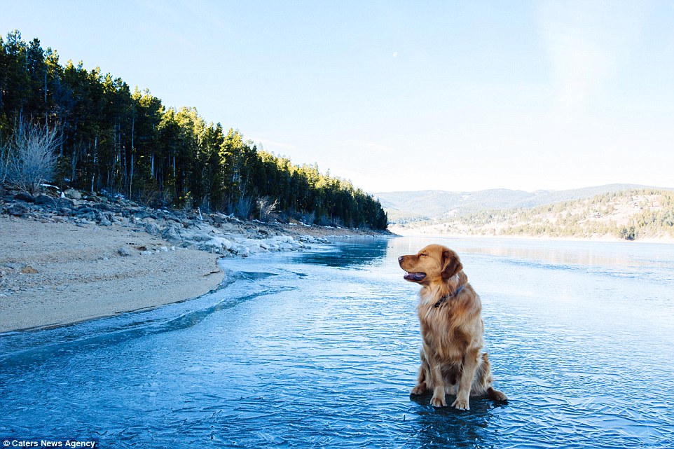 2E21916200000578-3305041-Aspen_looks_content_while_sitting_in_Front_Range_Colorado_which_-a-6_1446719831288