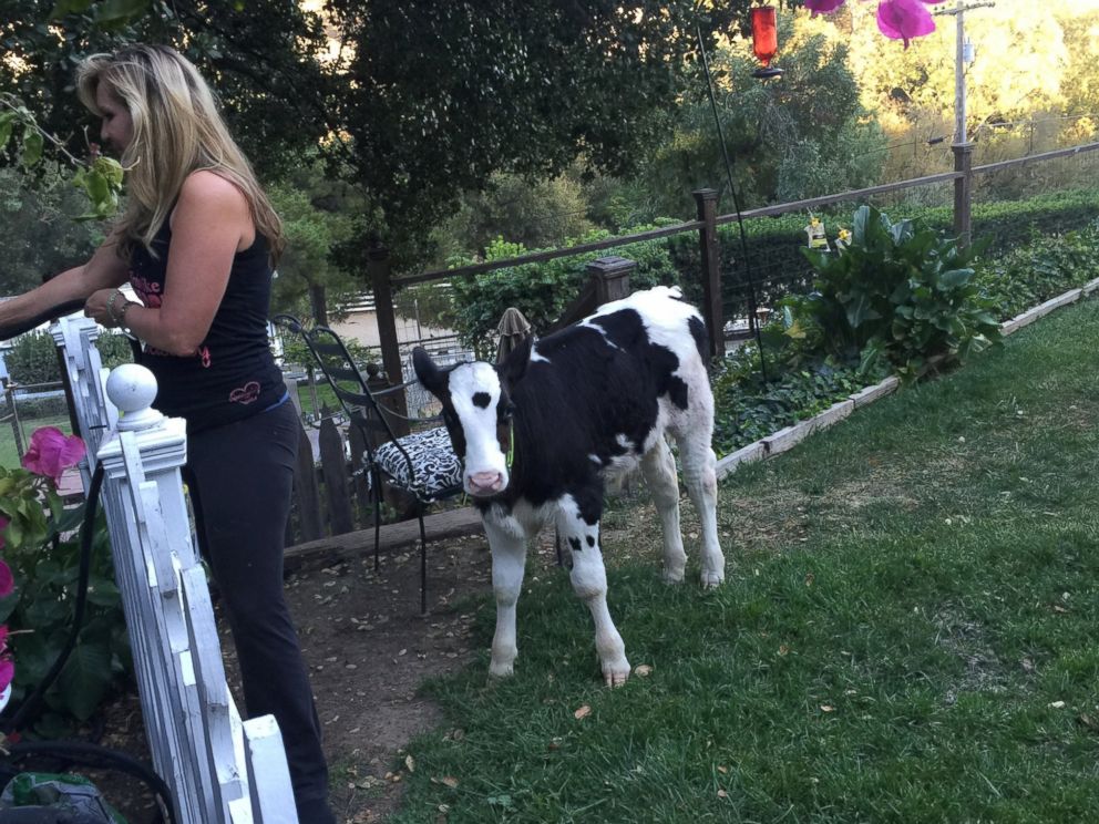 ht_goliath_cow_hb_151105_4x3_992