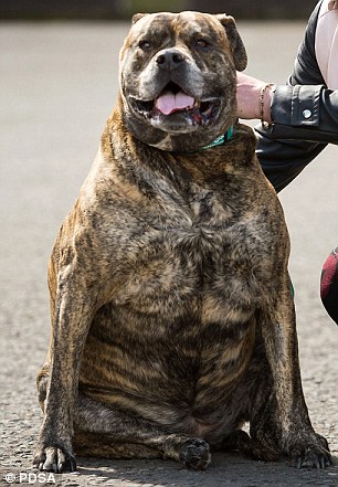 2F3246DA00000578-0-The_dog_would_regularly_eat_Sunday_roasts_pizza_and_bowls_of_cor-a-65_1449714624684