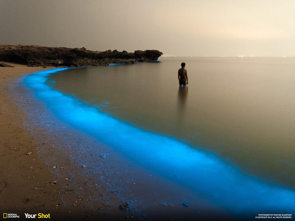 Houcheraghy (Phytoplankton)