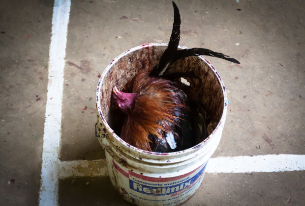 Dead roosters are disposed of in a bucket.