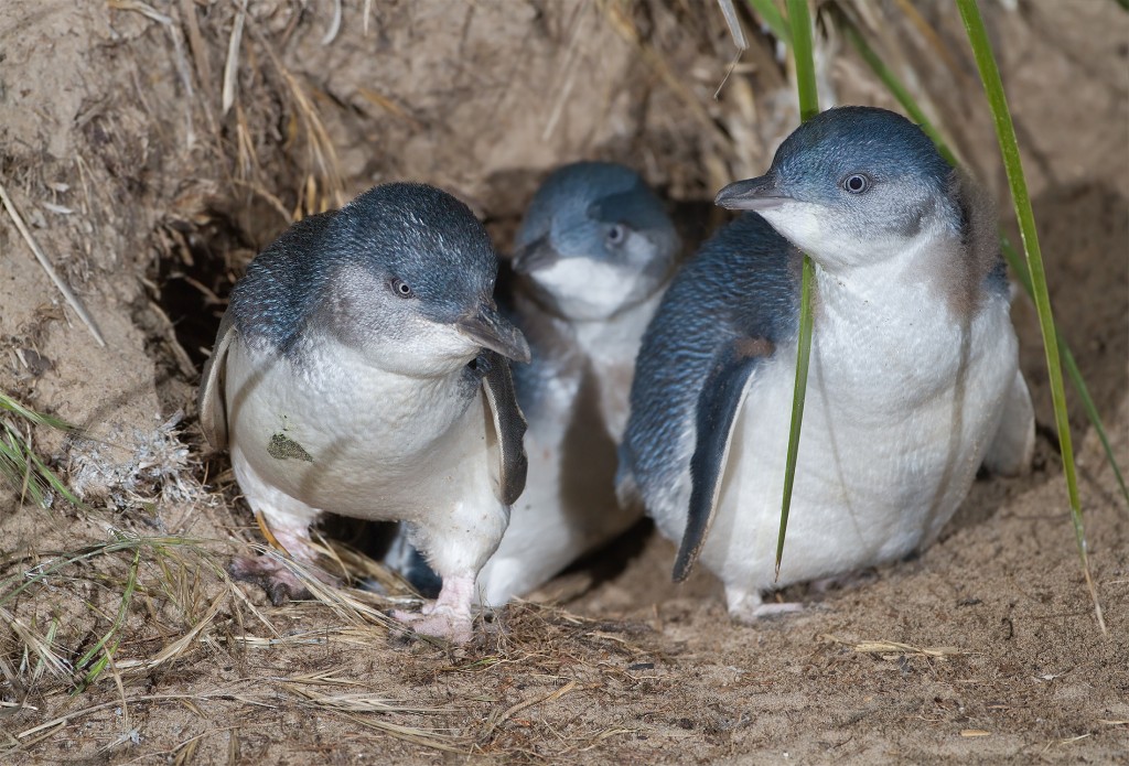 Eudyptula_minor_family_exiting_burrow