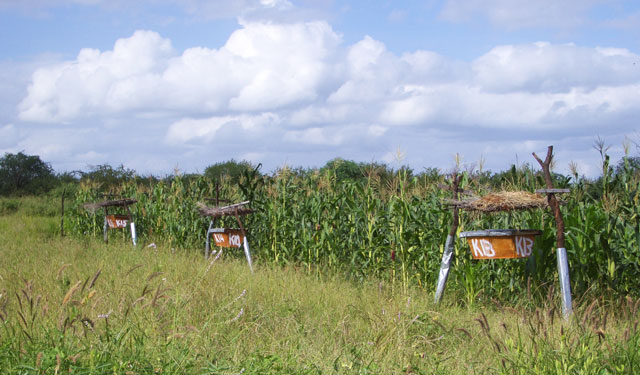 king-successful-beehive-fence1_3_