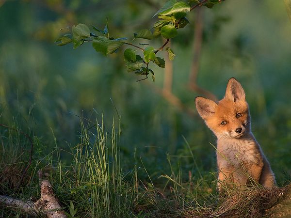 national_geographic_photo_of_the_day_15