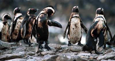 penguins_oiled
