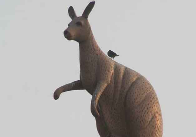 1434448117kangaroo-shape-water-tank-p