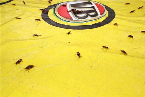 CockroachRaces1