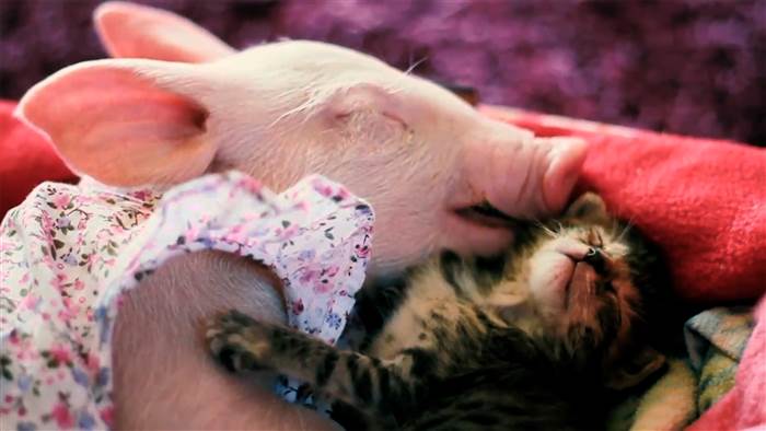 baby-pig-kitten-today-160129-tease-02_47682d09d4f0e3972010ec61ab4e9bba.today-inline-large
