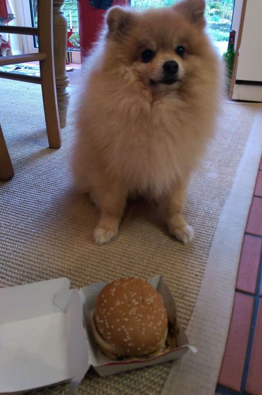 pet-big-mac-dog