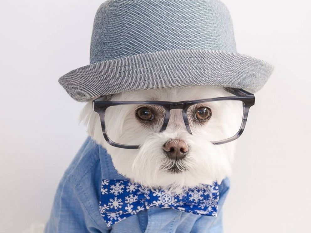 HT_hipster_dog2_hb_160219_4x3_992