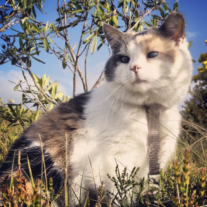 Meet-Stevie-My-Blind-Rescued-Cat-Who-Loves-To-Go-Hiking1__700