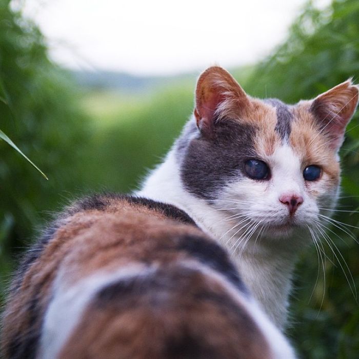 Meet-Stevie-My-Blind-Rescued-Cat-Who-Loves-To-Go-Hiking3__700