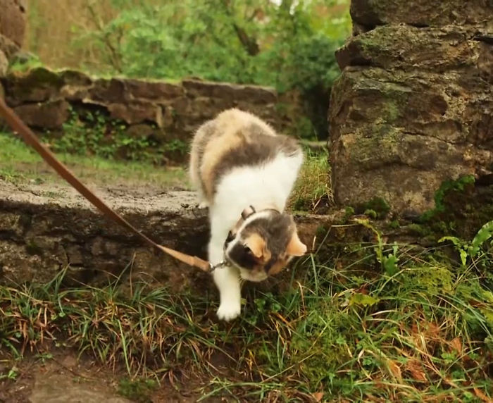 Meet-Stevie-My-Blind-Rescued-Cat-Who-Loves-To-Go-Hiking7__700