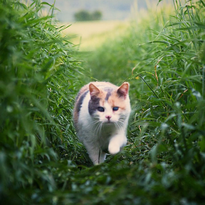 Meet-Stevie-My-Blind-Rescued-Cat-Who-Loves-To-Go-Hiking8__700