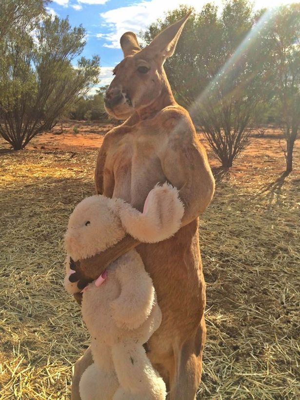 PAY-Roger-the-kangaroo