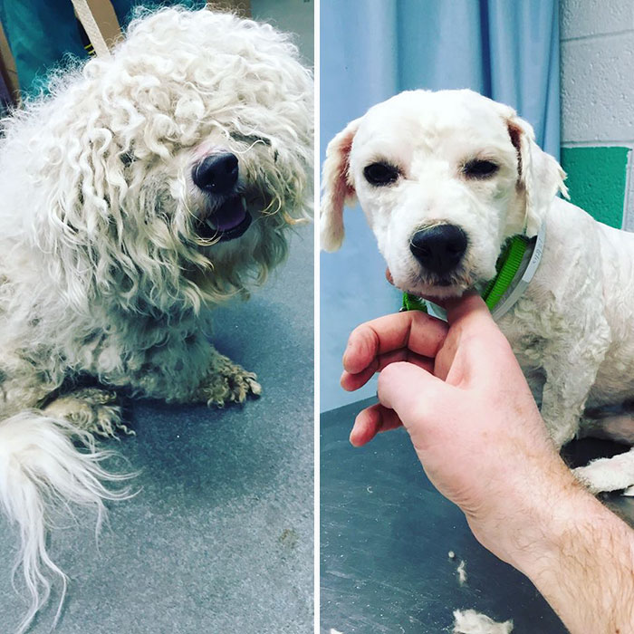 barber-gives-free-haircuts-shelter-dogs-mark-imhof-16