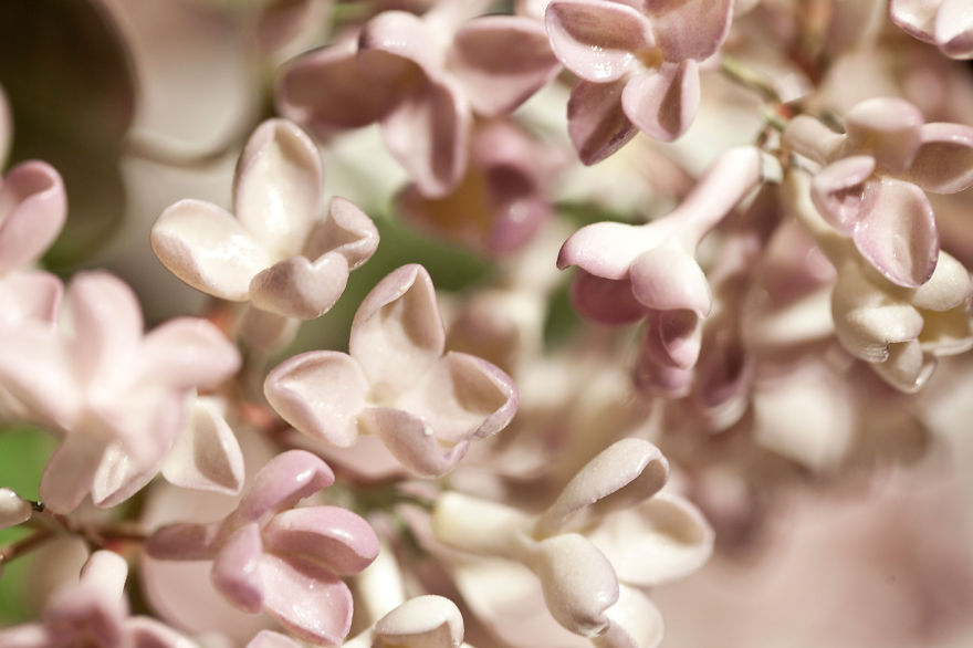 the-ukrainian-man-who-grows-porcelain-flowers-12__880