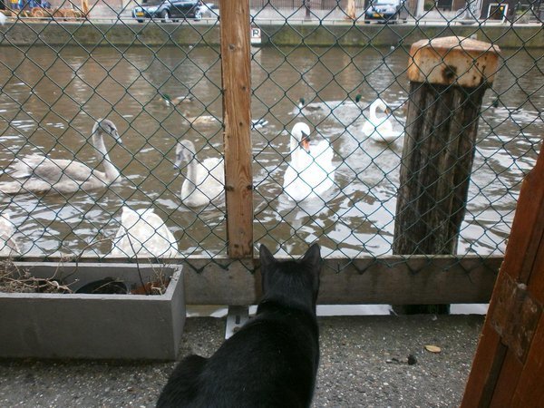 Cat-Boat-Amsterdam9-600x450