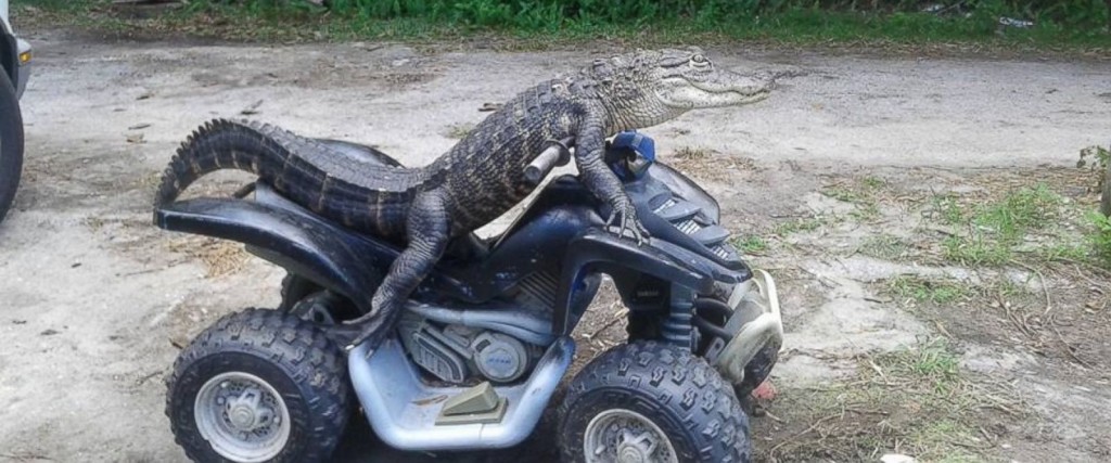 HT_pet_alligator_07_mm_160317_12x5_1600