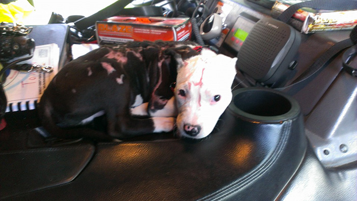 firefighter-dog-burn-victim-mascot-jake-william-lindler-39 (1)
