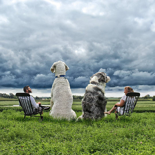 giant-dog-photoshop-adventures-juji-christopher-cline-30 (1)