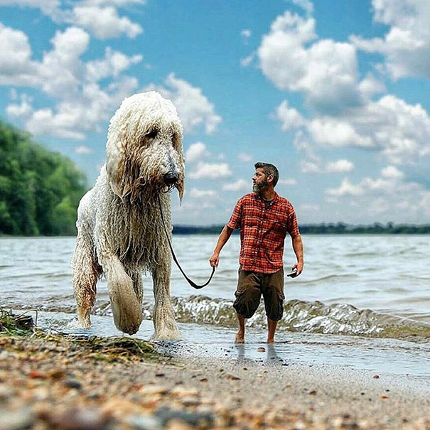 giant-dog-photoshop-adventures-juji-christopher-cline-83