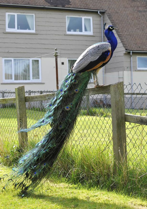 PAY-Peacocks-in-village-of-Ushaw-Moor-County-Durham (1)