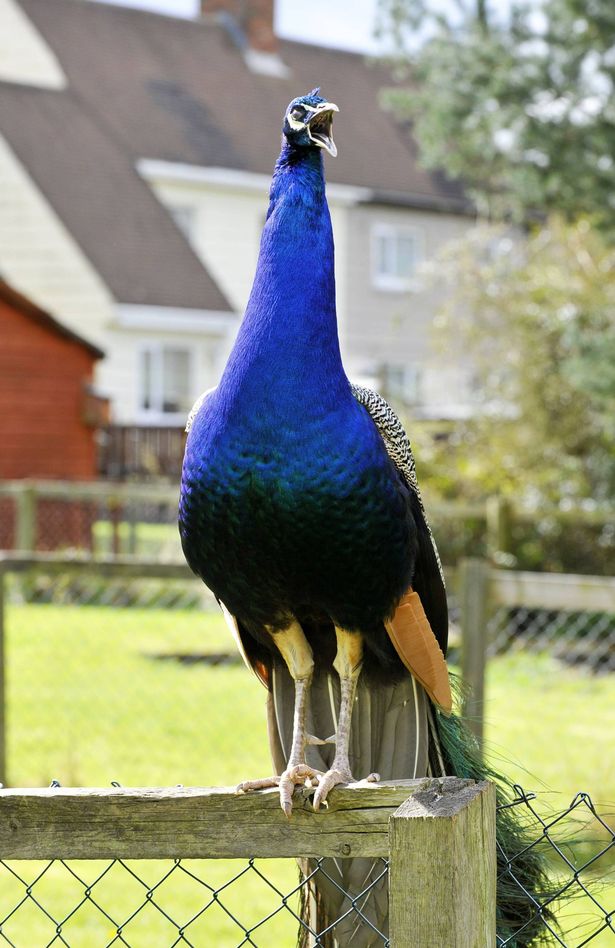 PAY-Peacocks-in-village-of-Ushaw-Moor-County-Durham (2)